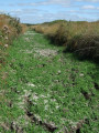 Marais de Lescors