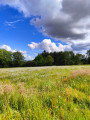 Prairie avec margerites