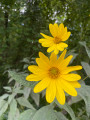 Marguerite d’automne