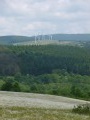 Marguerites et éoliennes