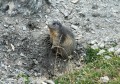 Marmotte sur le chemin