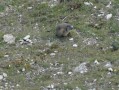 Marmotte