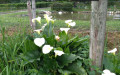 Massif d'Arum blanc