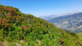 Massif de Rhododendrons vers le sommet.