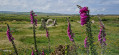 Mên-an-Tol