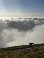 Mer de nuages et bouquetins