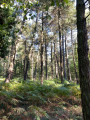 Milieu de la montée dans les bois