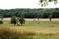 Moissonnage d'un champ de blé