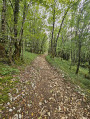 montée dans les bois