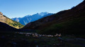 Montée du troupeau à l'alpe