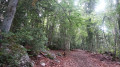 Montée en sous-bois vers Banne