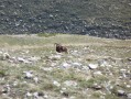 Mouflon de Chaudun