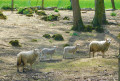 Moutons dans le domaine "des Fontaines"