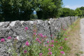 Mur de pierres dressées à Parmilieu