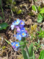 Myosotis des Alpes