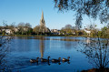 Oies sur le Premier Etang