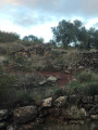 Olive trees, terraces, red earth...