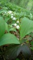 On est en mai, le muguet est sorti...