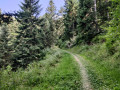 On rentre dans la forêt