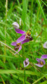 Ophrys apifera