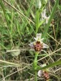 Ophrys dans un talus