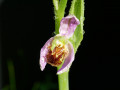 Orchidée bourdon