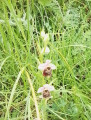 Entre Marne et vignes, au Mont-Saint-Père et sur le Coteau des Orchidées