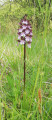 Orchis moucheron