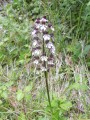 Orchis purpurea ( orchidée sauvage)