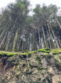 Au milieu des Bois des Gris à Chateldon