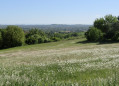 Les chênes de la Garouille