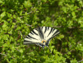 Papillon Flambé (Iphiclides podalirius)