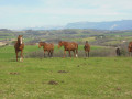 Paradis pour les chevaux