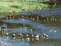 Pararadis des oiseaux