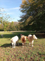 La Combe Reboud depuis Criel