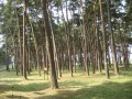 Parc mémorial de Vimy