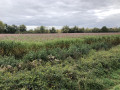 Parcelle du marais de Fleury-sur-Orne occupée par du miscanthus giganteus en fleur