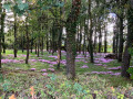 Parterre de cyclamen sauvage.