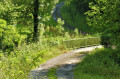 Passage dans la forêt