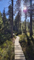 Passage dans la forêt