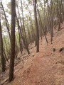 Passage dans le bois de pins