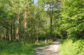 Passage dans le bois