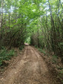 Passage dans les bois en se rapprochant du Parc naturel de Chambaran