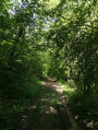 Passage dans les forêts de chênes