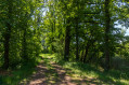 Passage dans un bosquet