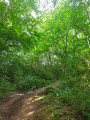 Passage en forêt