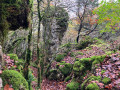 passage en forêt