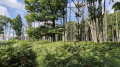 Passage entre Fagnes et ch&ecirc;neraie