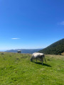 Circuit Grand Ballon - Col du Haag - Route des Crêtes