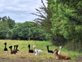 Pâturages du Moulin de la Sicaudais